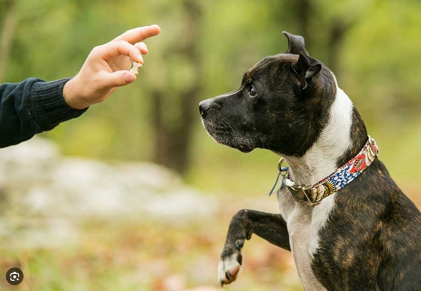 Dog Poop Pickup in Oakland Michigan